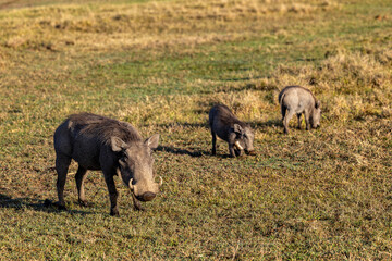 My Kenya safari - Family of Warthogs enjoying breakfast in the open grassland, relatively safe from predators