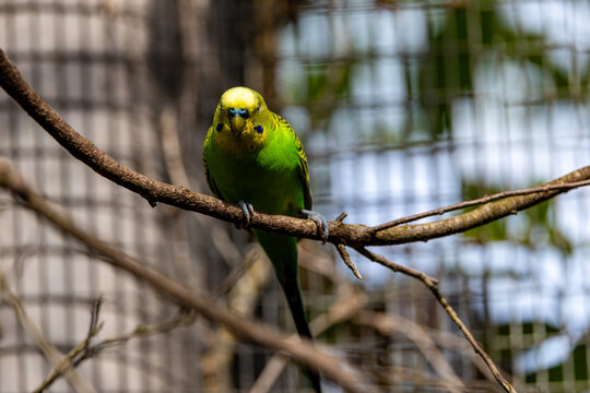 Cute adult Budgerigar parrot perched on branch