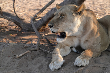 Naklejka premium Löwen im Grenzgebiet von Namibia und Botswana im Chobe Revier
