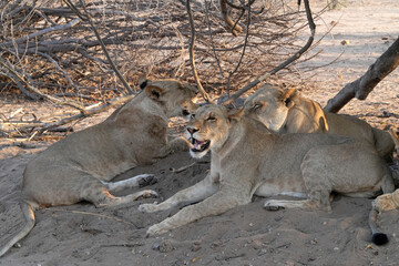 Löwen im Grenzgebiet von Namibia und Botswana im Chobe Revier