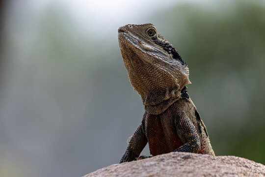 Australian water dragon in the sun to warm its body