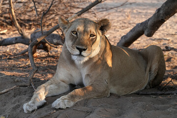 Löwen im Grenzgebiet von Namibia und Botswana im Chobe Revier