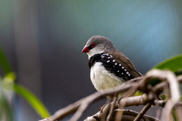 Pretty adult diamond firetail finch perched and in contemplation