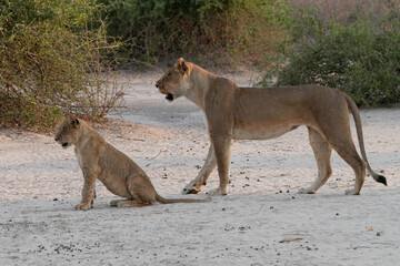 Löwen im Grenzgebiet von Namibia und Botswana im Chobe Revier