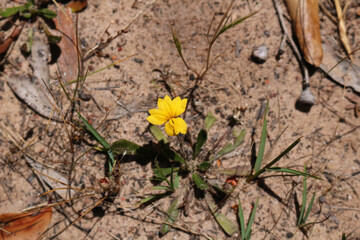 Tiny wildflower Black's goodenia (Goodenia blackiana) growing in woodland of southern Australia