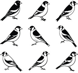 bird sihouette