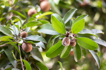 sapodilla fruit contaminated with whitefly pests
