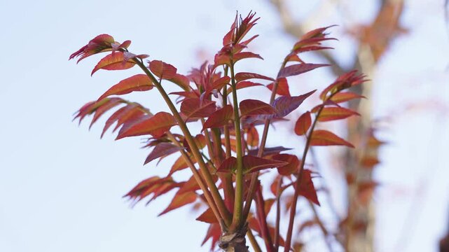 Toona sinensis or Chinese toon in spring