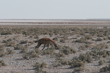 Hyäne im Etosha Nationalpark am frühen Morgen