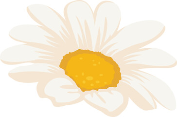 Daisy Flower Illustration