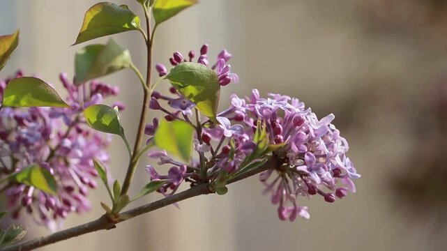 purple lilac bush flover closeup
