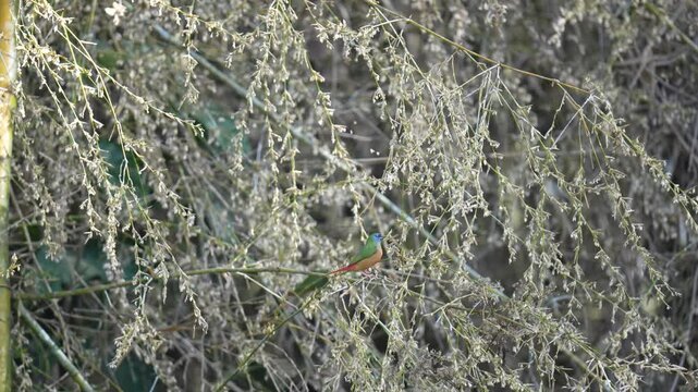 Pin-tailed Parrotfinch (Erythrura prasina) birdwatching in the forest.