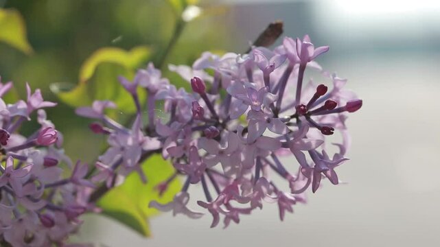 purple lilac bush flover closeup
