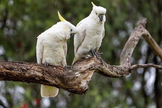 Adult pair of sulphur crested cockatoos relax perched on branch at our garden