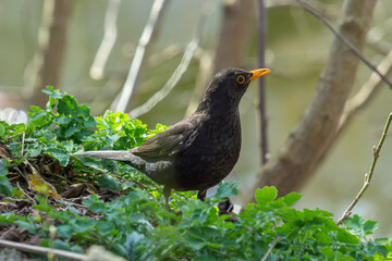 eurasian blackbird aka turdus merula is searching for food in forest