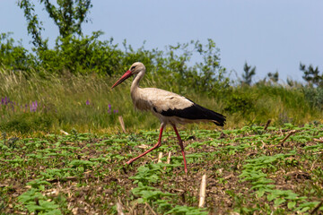 White stork, Ciconia ciconia bird is hunting on grassy swamp