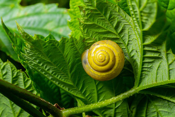 Vibrant yellow snail resting on lush green leaves in a natural habitat during daylight