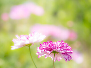 Obraz premium 秋の公園や花壇を彩るコスモスのある風景。背景。自然風景素材。眩しい日差しでボケた景色。ぼんやりした花畑のイメージ。