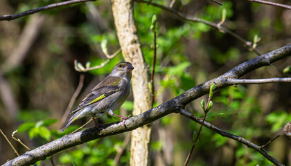 Colorful greenfinch bird Chloris chloris singing in Springtime