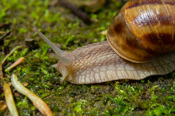 Burgundy snail Helix, escargot on the surface of old stump with moss in a natural environment. Green moss and mold growing on the old tree trunk. macro. close-up images of nature
