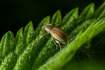 Close-up of a weevil insect on a green leaf in a lush garden environment showing intricate textures...