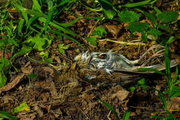 Nature reveals a lifeless bird among grass and leaves in a quiet suburban backyard at twilight