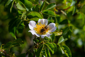 Fototapeta premium Busy bee pollinating a white wildflower in a lush green garden during a sunny day in spring