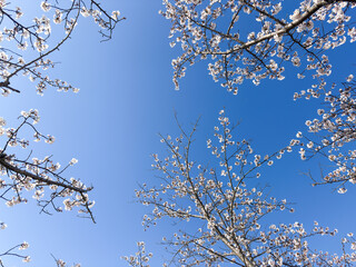 透き通った美しい青空と満開の桜の木