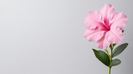 Single, vibrant pink flower against a light gray backdrop.  Delicate petals and stem with leaves