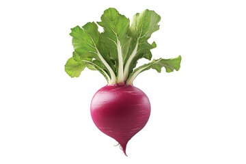 Fresh red turnip with green leaves isolated on white transparent background. Concept of healthy organic vegetables, nutrition, and farming