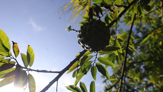 Annona squamosa or srikaya, a fruit rich in energy and a good source of iron