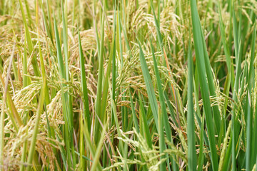rice in the field