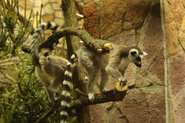 A lemur climbs branches in an enclosure at the zoo at a height