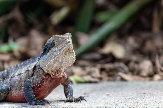Australian water dragon in the sun to warm its body