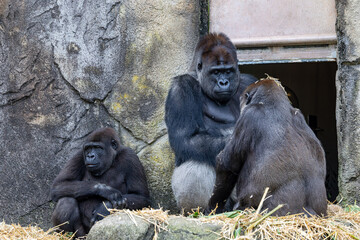 Adult Gorillas with troupe leader silverback in contemplation