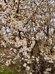 blooming cherry tree
