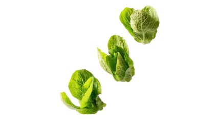 Fototapeta premium Fresh green lettuce leaves arranged in a visually appealing manner against a plain background, showcasing their vibrant color and crisp texture.