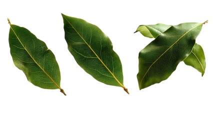 Obraz premium Fresh bay leaves displayed, showcasing their vibrant green color and smooth texture, often used in cooking for flavor enhancement.