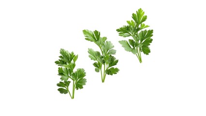 Obraz premium Fresh green parsley leaves arranged artistically against a clean background, highlighting their vibrant color and texture.