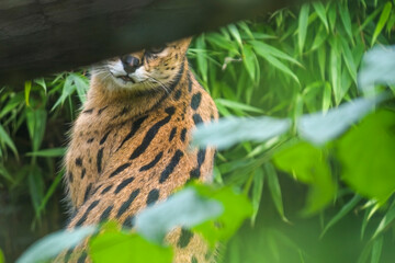 Serval - Leptailurus serval Medium-sized African wild cat in ambush