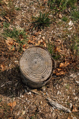 small tree stump with rings