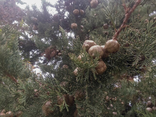 Cypress Tree with Woody Cones
