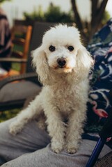 A fluffy white poodle is sitting on a chair next to a person. The dog appears to be curious