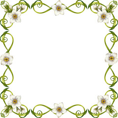 Watercolor floral frame with green vine, leaves, white flowers. Square frame template. Elegant and natural style, perfect for wedding invitations, greeting cards, quotes, or eco-friendly branding