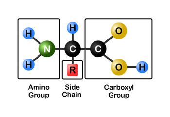 Vector illustration of general structure of an amino acid on white background.