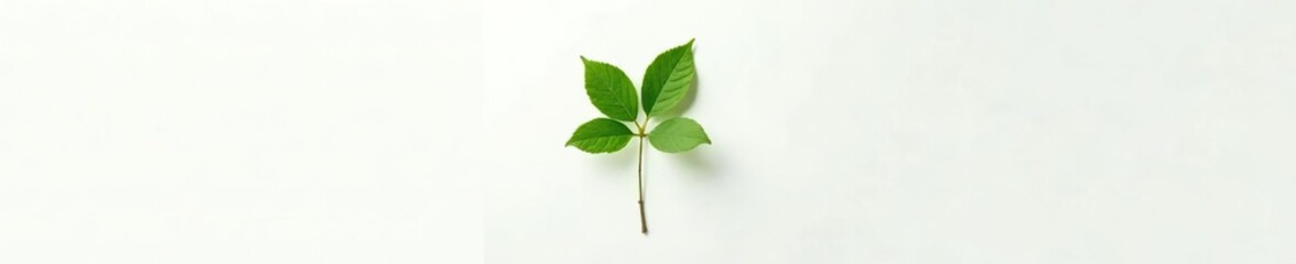 Single stem with large green leaves on a plain white background, stem, natural