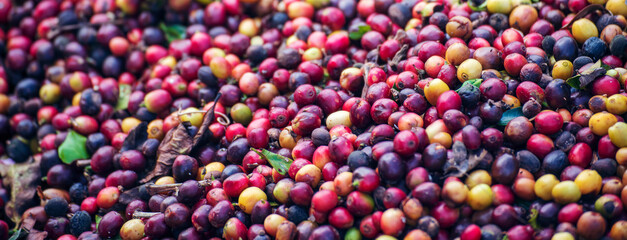 Banner coffee bean berry plant fresh seed. panoramic Ripe Red coffee tree growth green eco organic farm. Banner red ripe seed robusta arabica berries harvest coffee garden. Coffee bean tree copy space