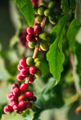 Vertical Horizon Ripe Red coffee bean berry plant fresh seed coffee tree growth green eco organic farm. Vertical red ripe seed robusta arabica berries harvest coffee garden. Fresh green coffee bean