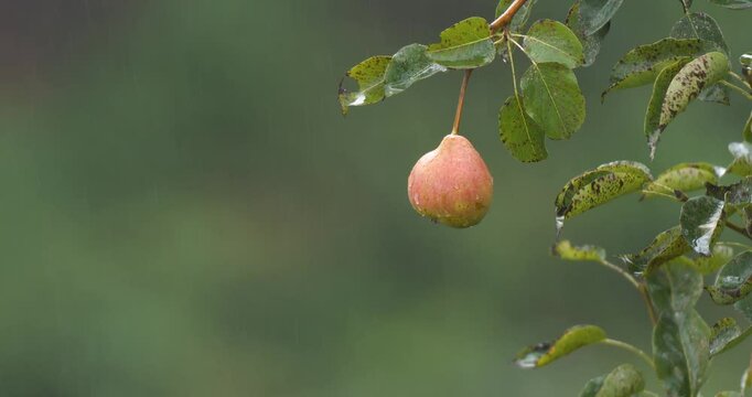 Close-up footage of pear tree and pear fruit in rainy weather.