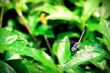 Closeup blue dragonfly on green leaf